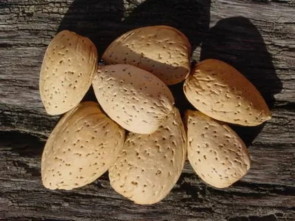قیمت خرید بادام درختی سنگی + فروش ویژه